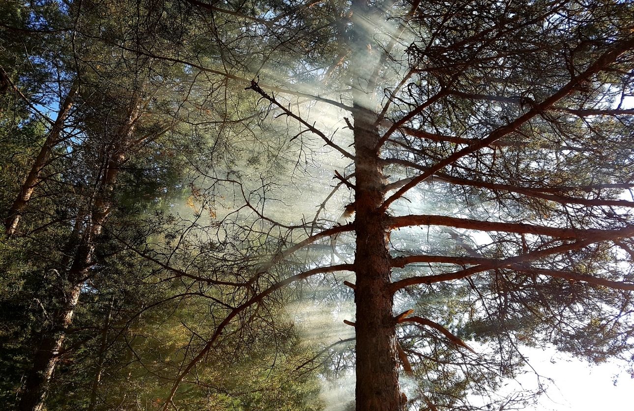 Karaçam Şifa Saçıyor (4)