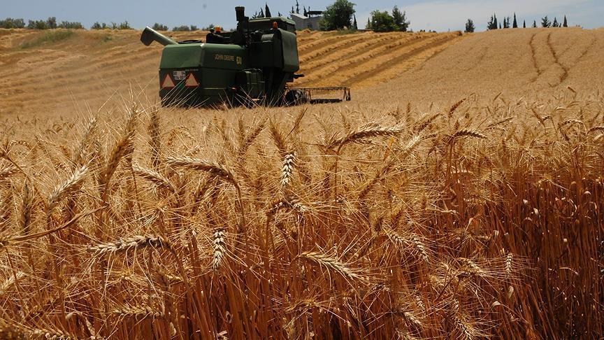 Buğday Fiyatları Ekmek (1)