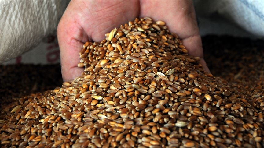 Buğday Fiyatları Ekmek (3)