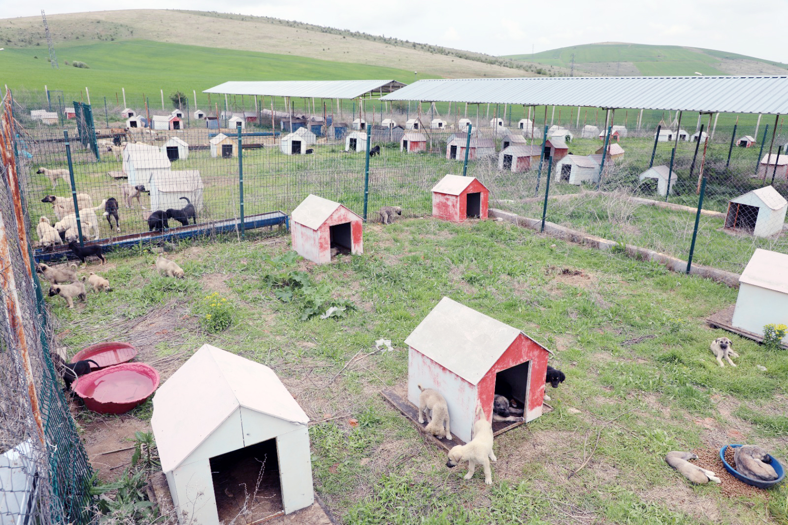 Sokak Hayvanları Için Harekete Geçti (4)