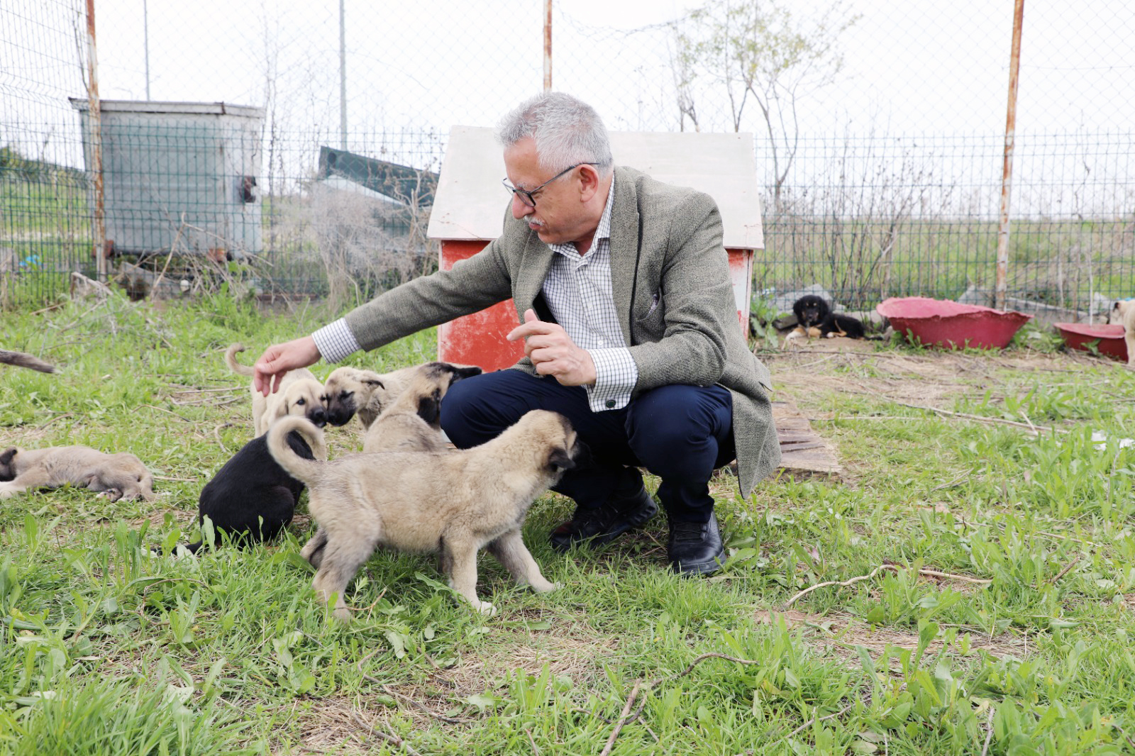 Sokak Hayvanları Için Harekete Geçti (5)
