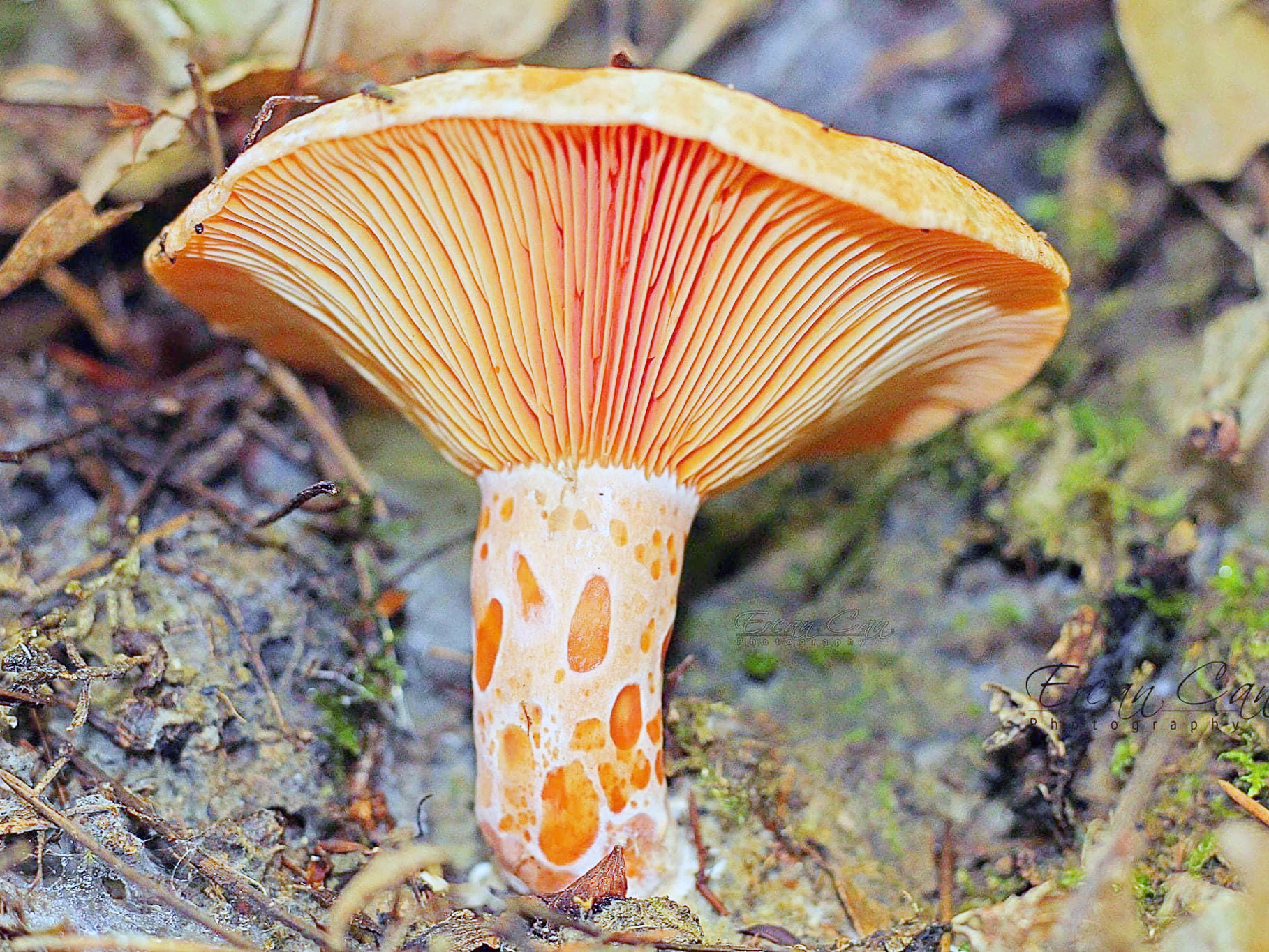 Zehirlenmelere Karşı Uyarı2