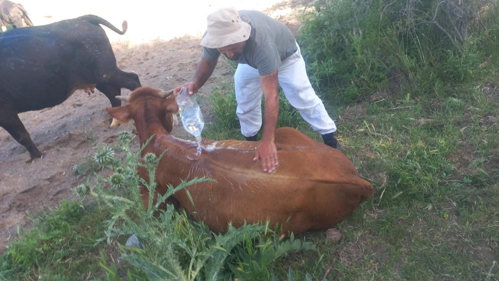 Sıcak Hava Strese Sokuyor