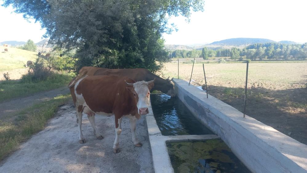 Sıcak Hava Strese Sokuyor1