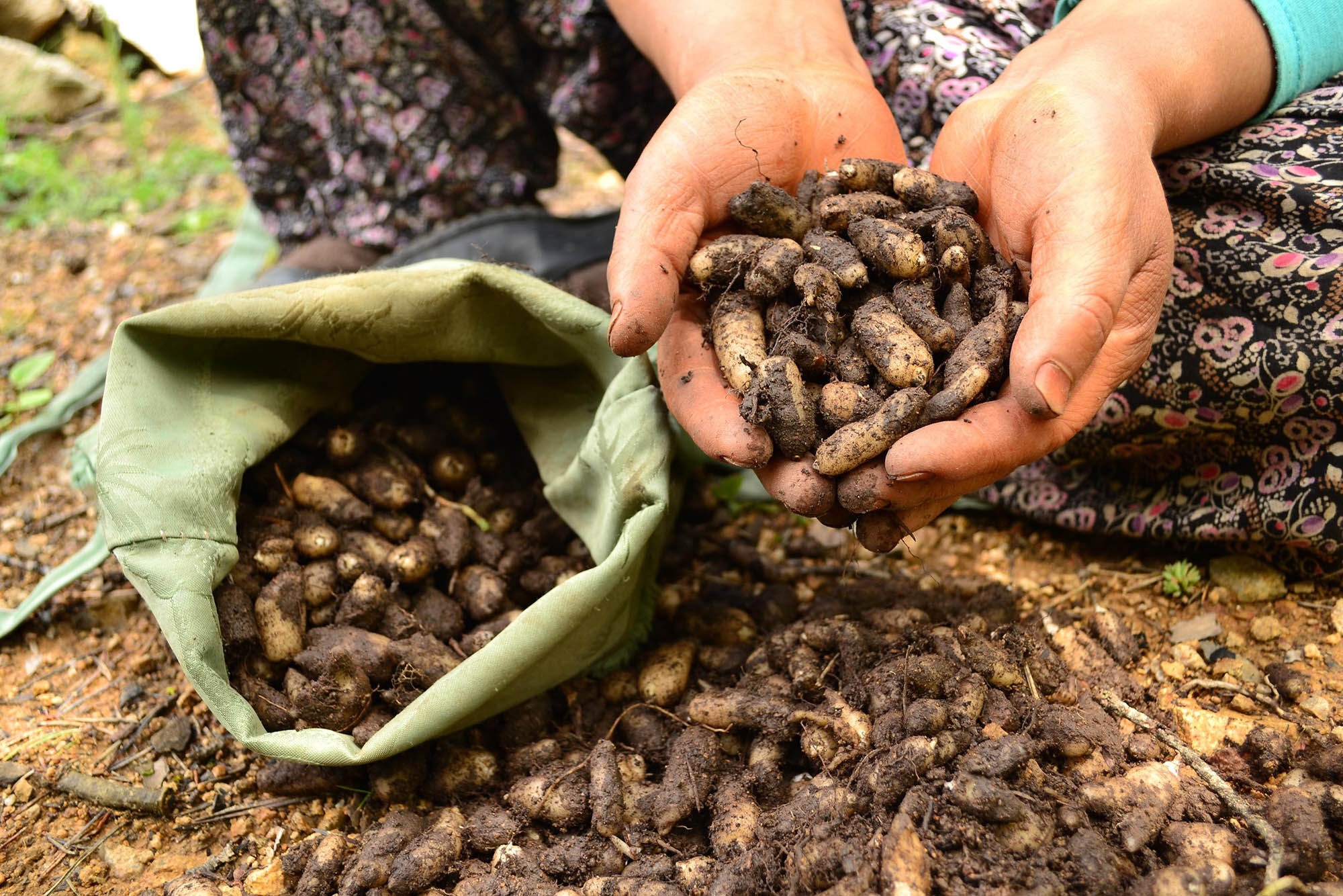 Doğal Hazine Yozgat’tan Fışkırıyor! (4)