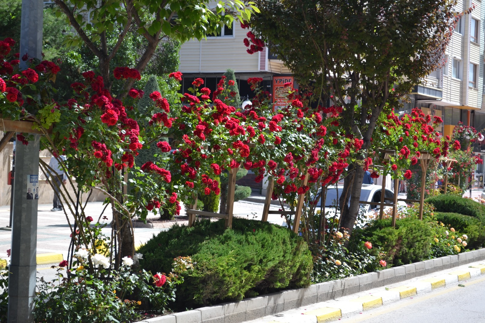 Gül Kokan Şehir Yozgat’