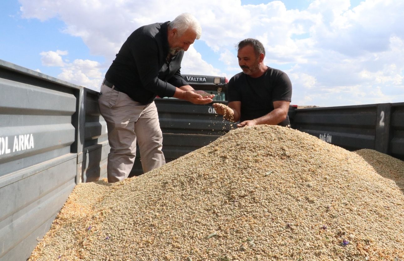 Mercimek Hasat Yozgat (5)