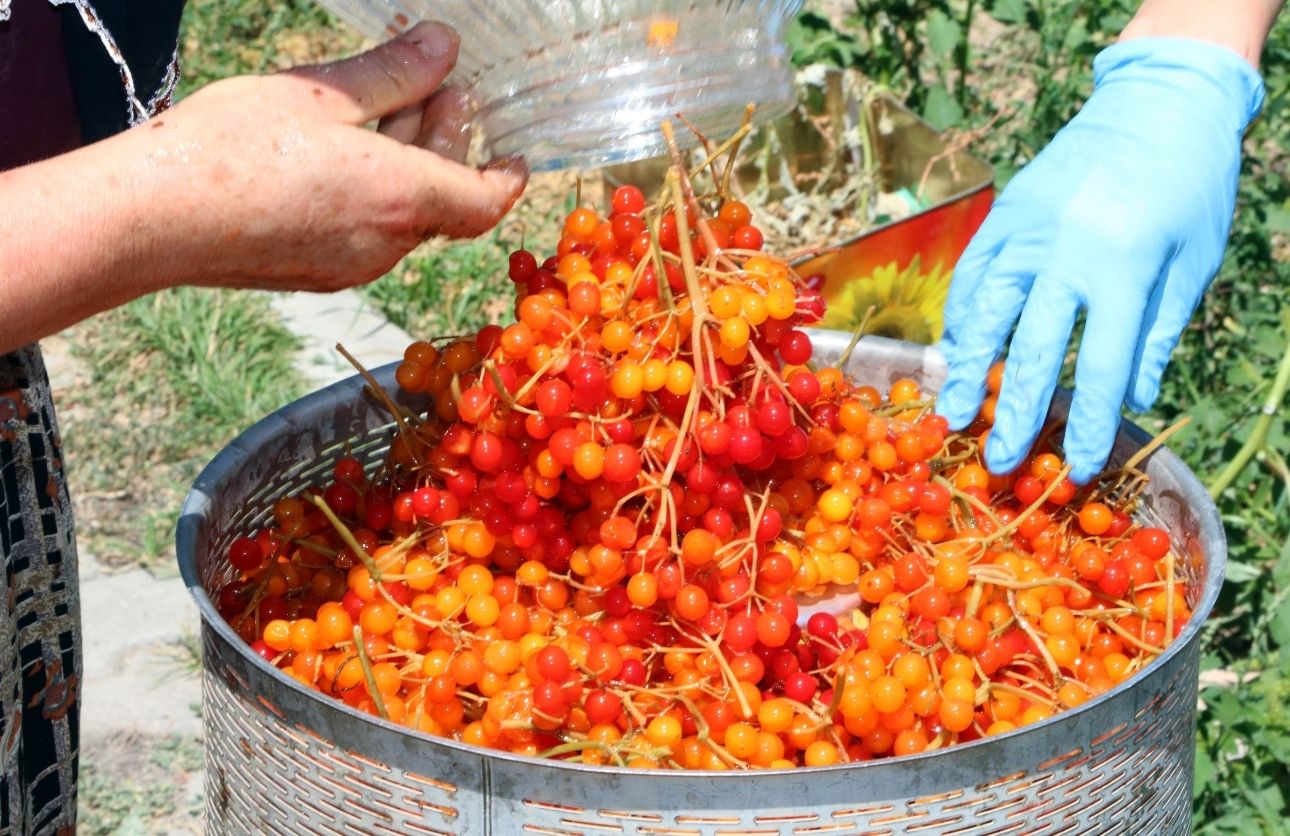 Kilosu 7 Lira, Suyu Ise Litre Başına 25 Liradan Satılıyor! Yozgat’ta Yılda 30 Ton Üretim (2)