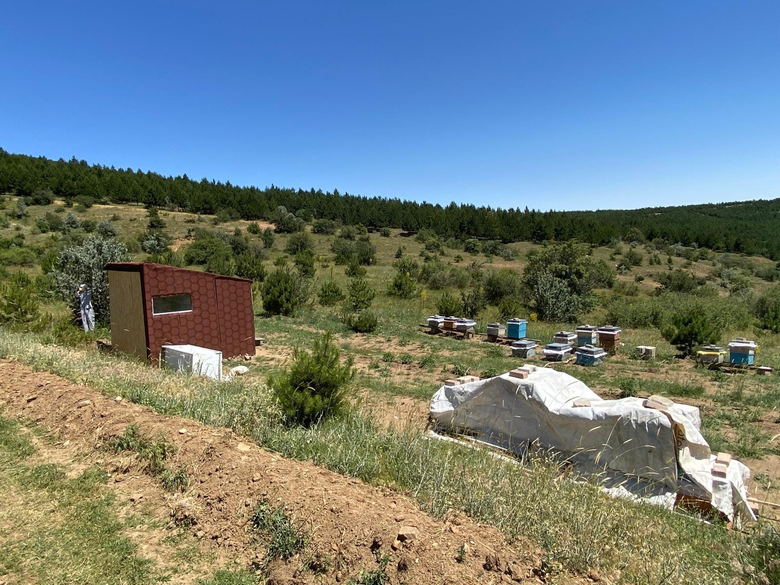 Yeni Proje Ekonomiye Katkı Sunacak… Yozgat Çamlık Bal Ormanı'nda Ilk! (8)