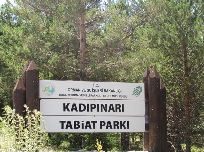 İç Anadolu’nun Tek Blok Ormanı Yozgat’ta! (5)