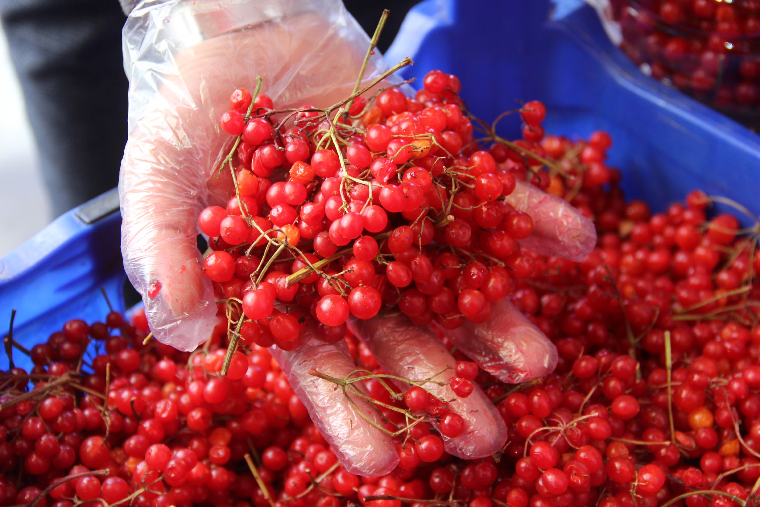 Yıllık 30 Ton Üretim… Yozgat’ın Ilçeleri Üretiyor! (8)