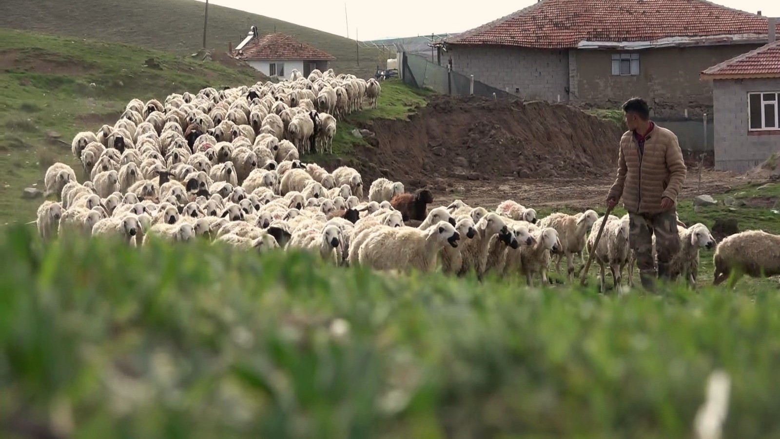 Devlet Desteğiyle Aldı Yozgat’ta Sayısını 5 Katına Çıkardı! (1)