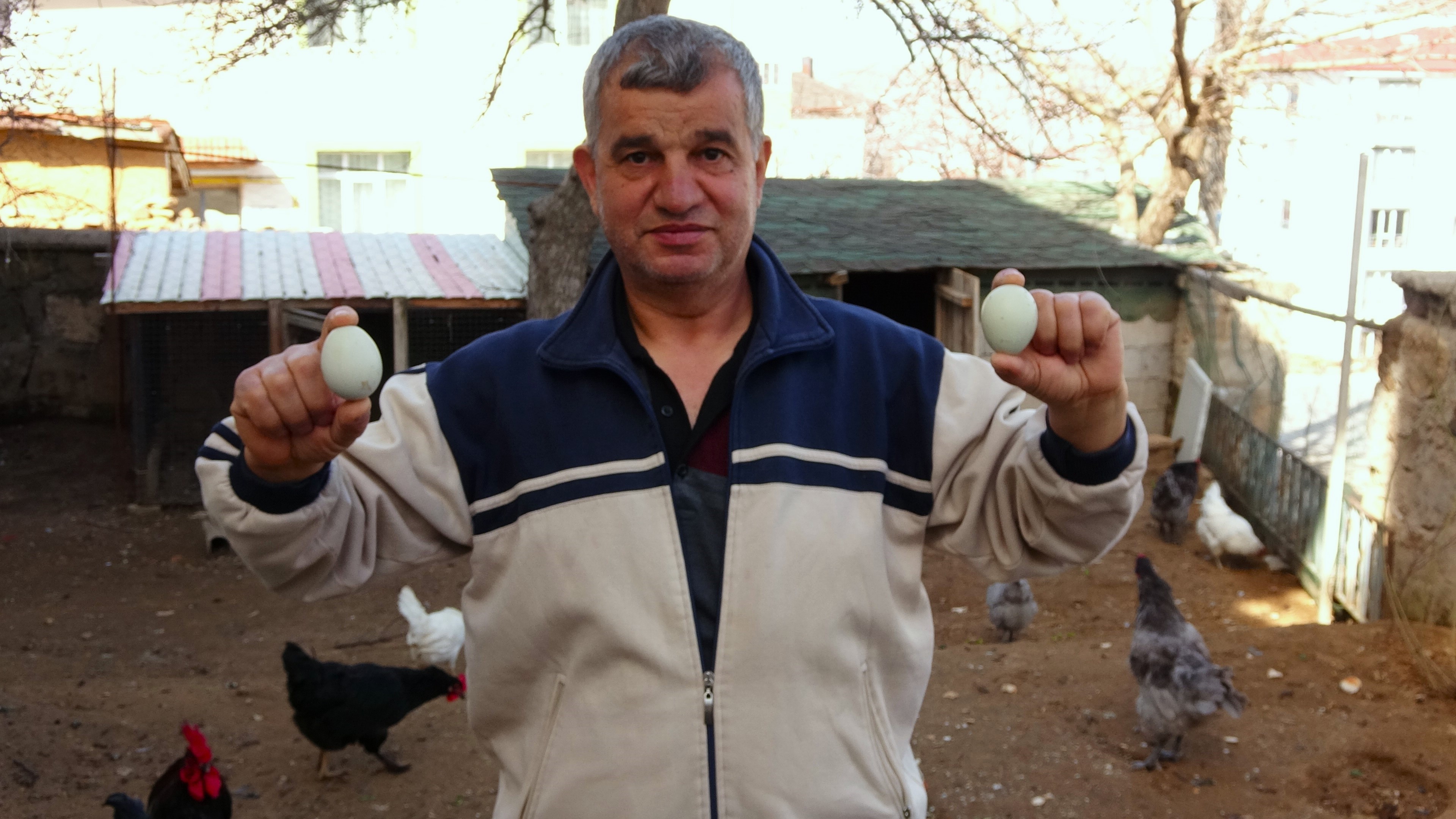 Yeşil Yumurtanın Tanesi 20 Liradan Satılıyor (2)