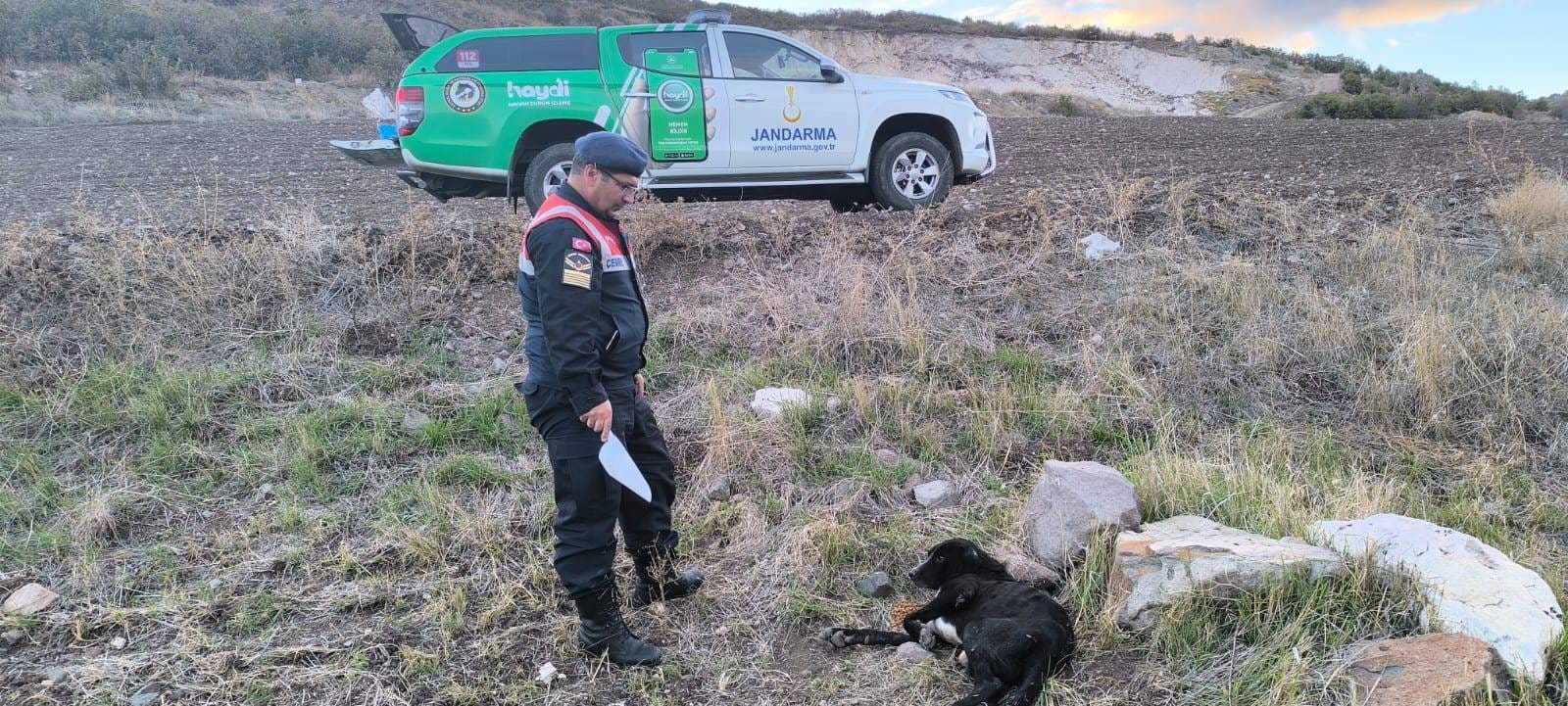 Yaralı Köpek Kurtarıldı