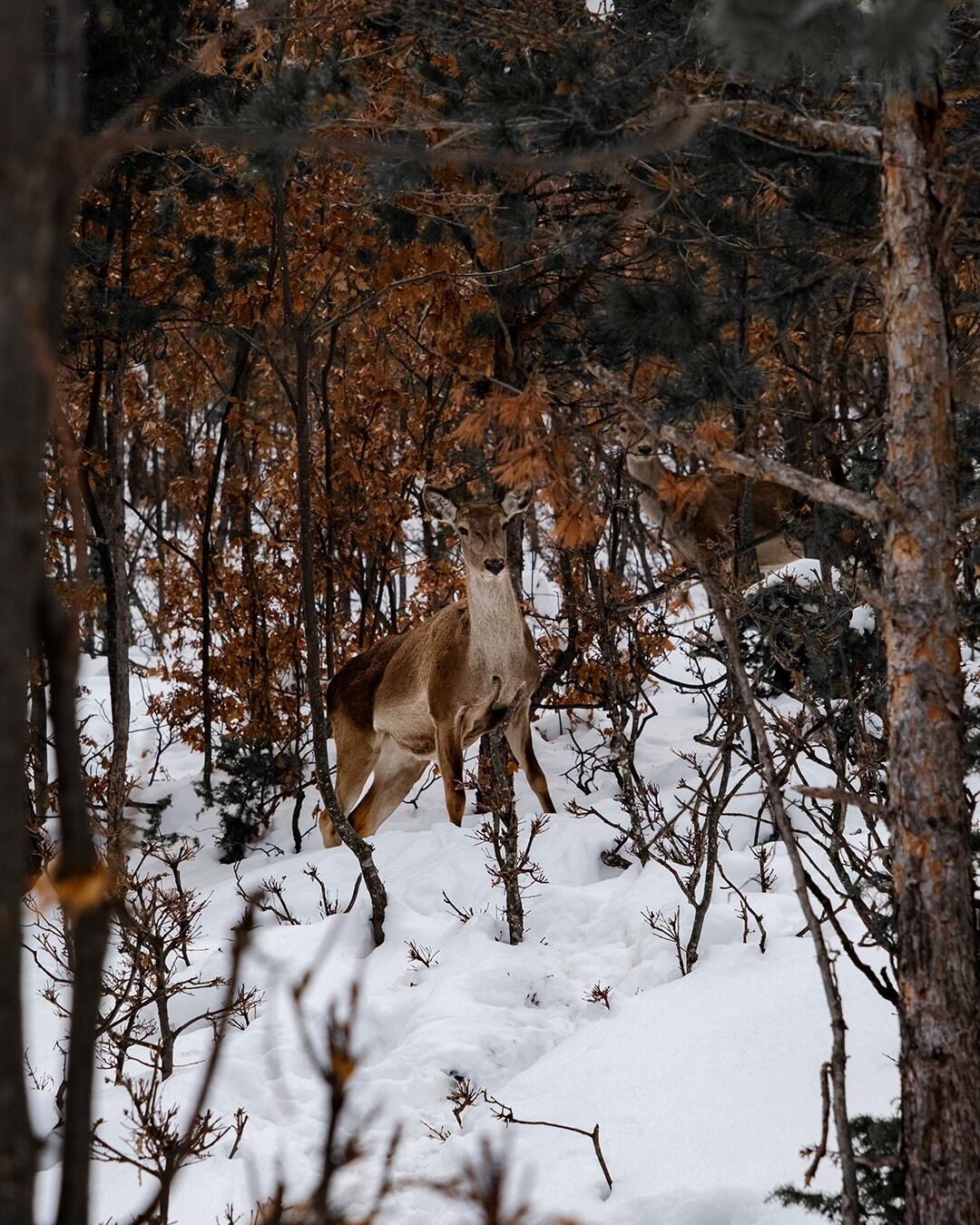 Nadir Tür Akdağ Ormanlarında! (3)