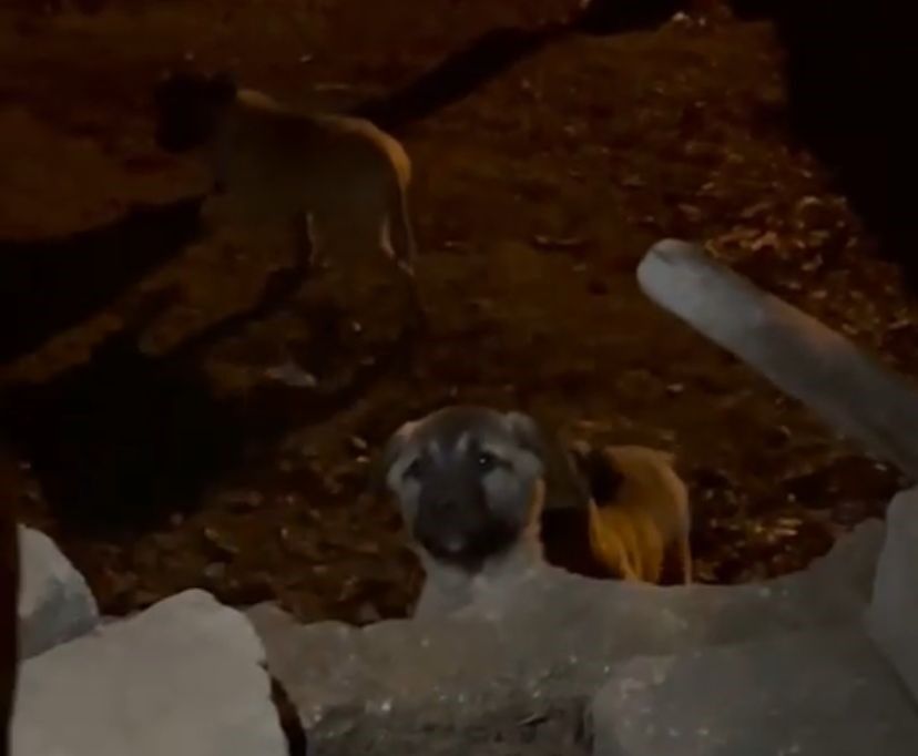 Anne Köpek Yavruları Için Alıyor1