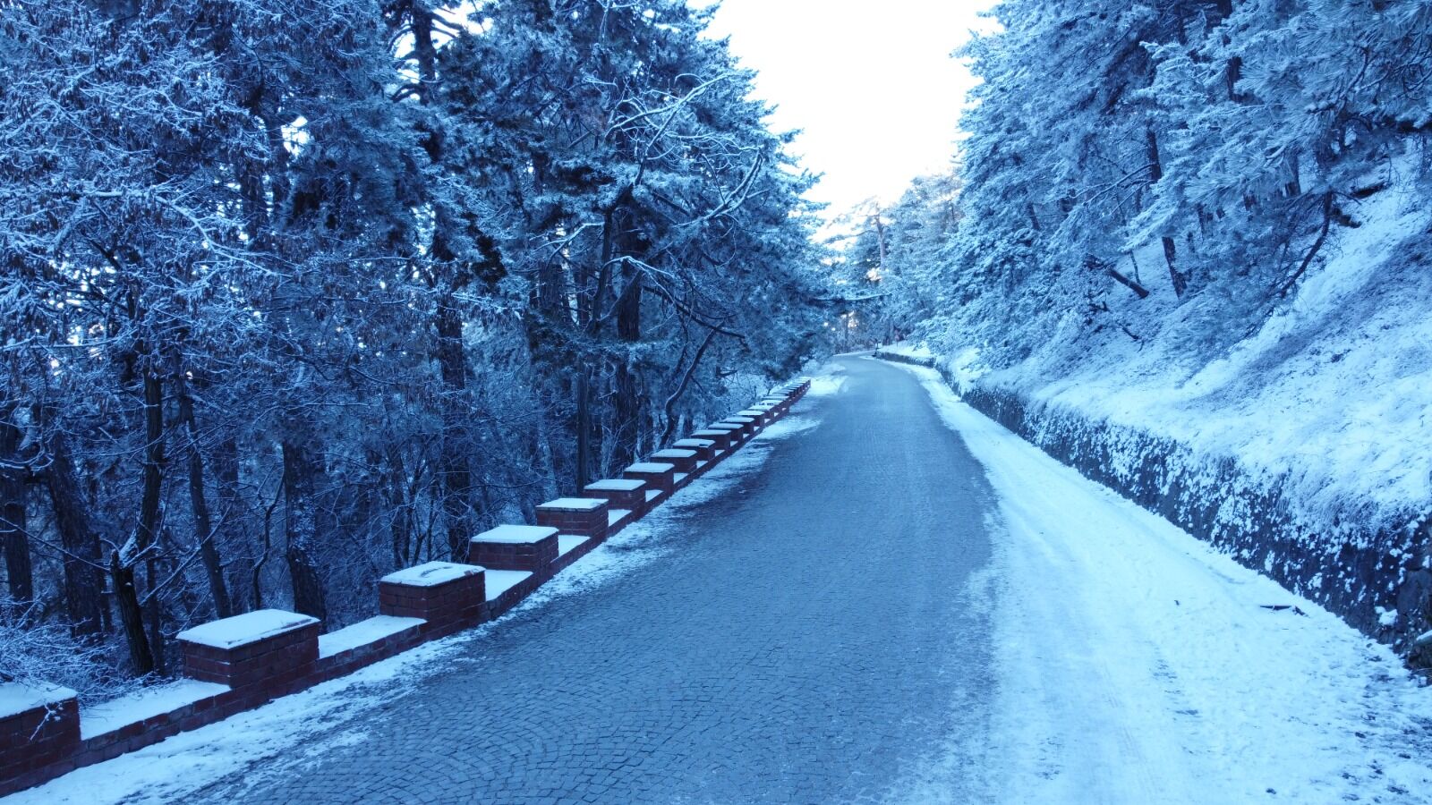 Çam Ağaçları Havadan Görüntülendi1
