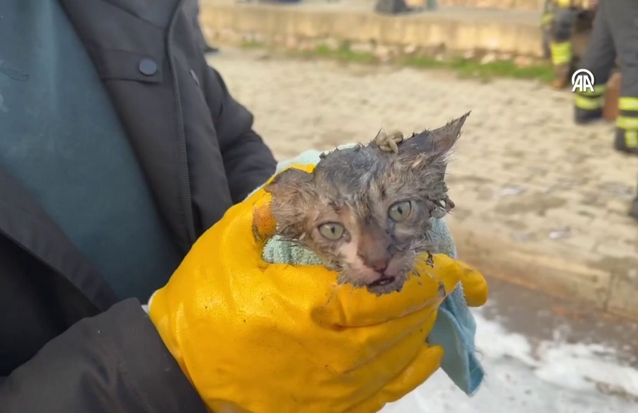 Dumandan Etkilenen Kedi (1)