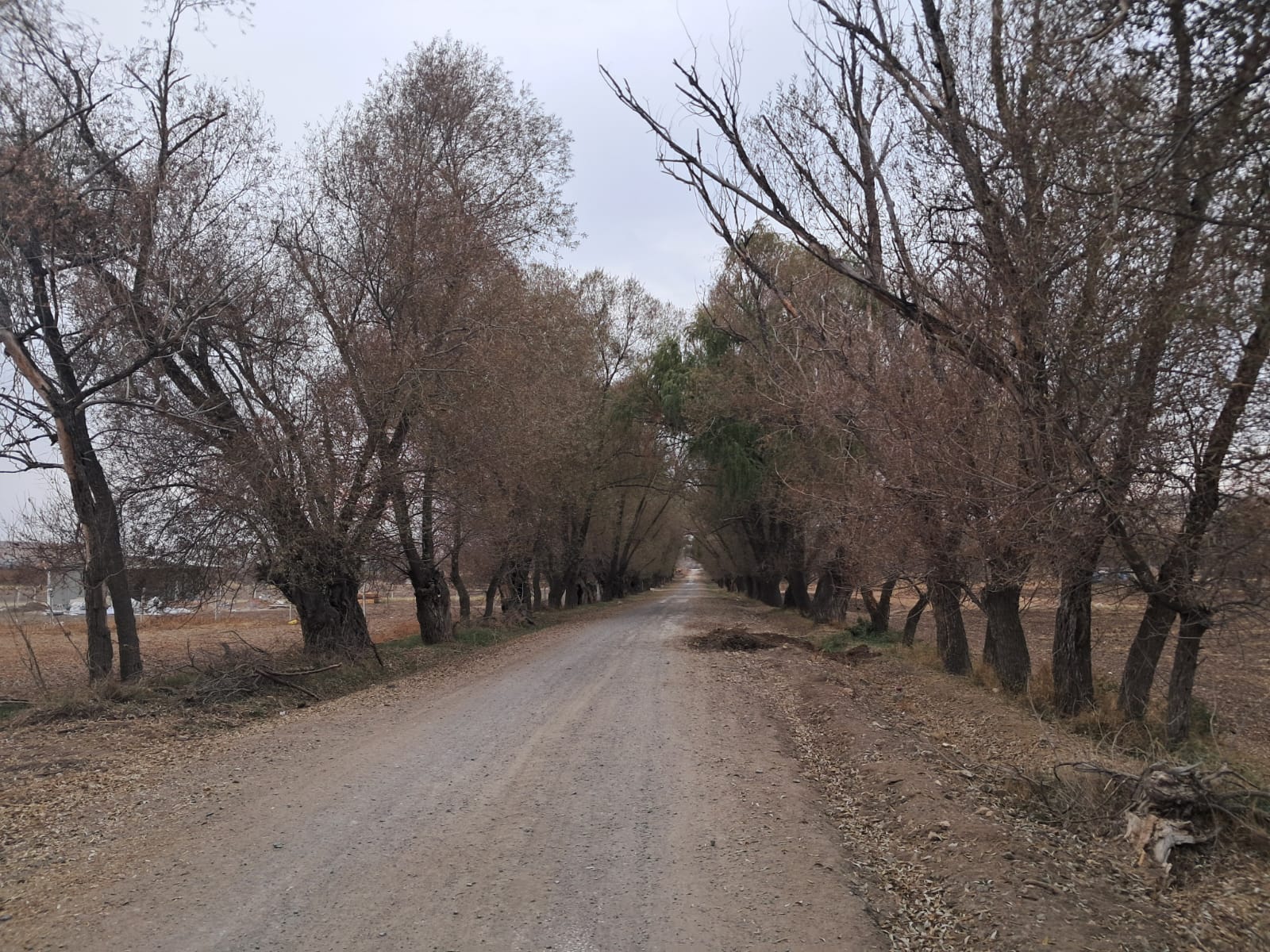Söğütlü Yol (3)