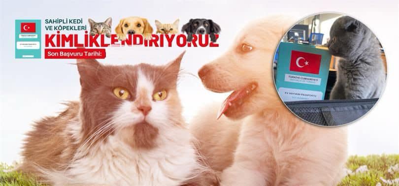 Chip Takma Zorunluluğu Uyarısı