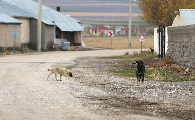 Başıboş Köpekler Müfettiş (2)
