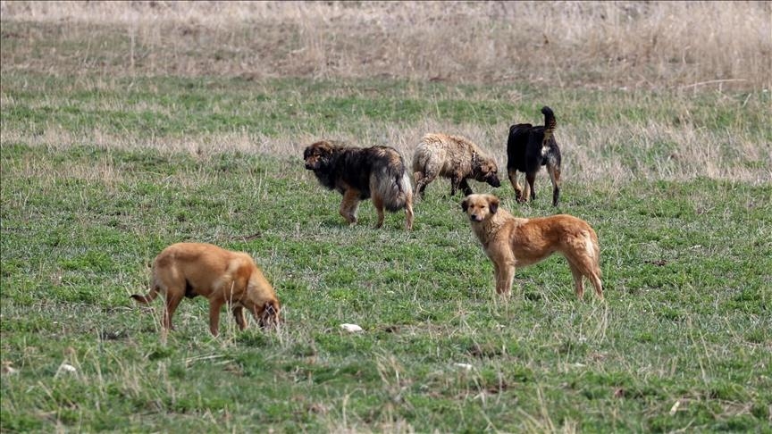 Başıboş Köpekler Müfettiş (3)