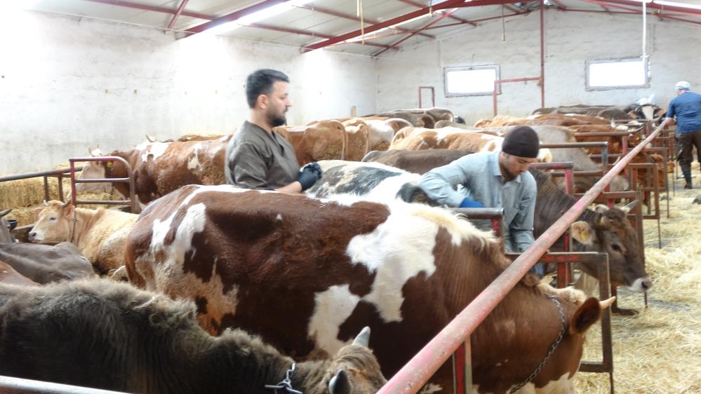 Şap Aşısı Yaptırmayana Ceza