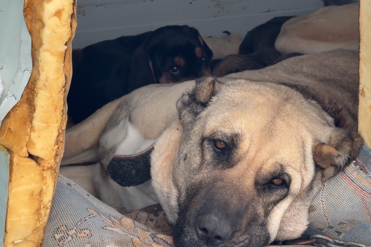 kangal köpeği annelik