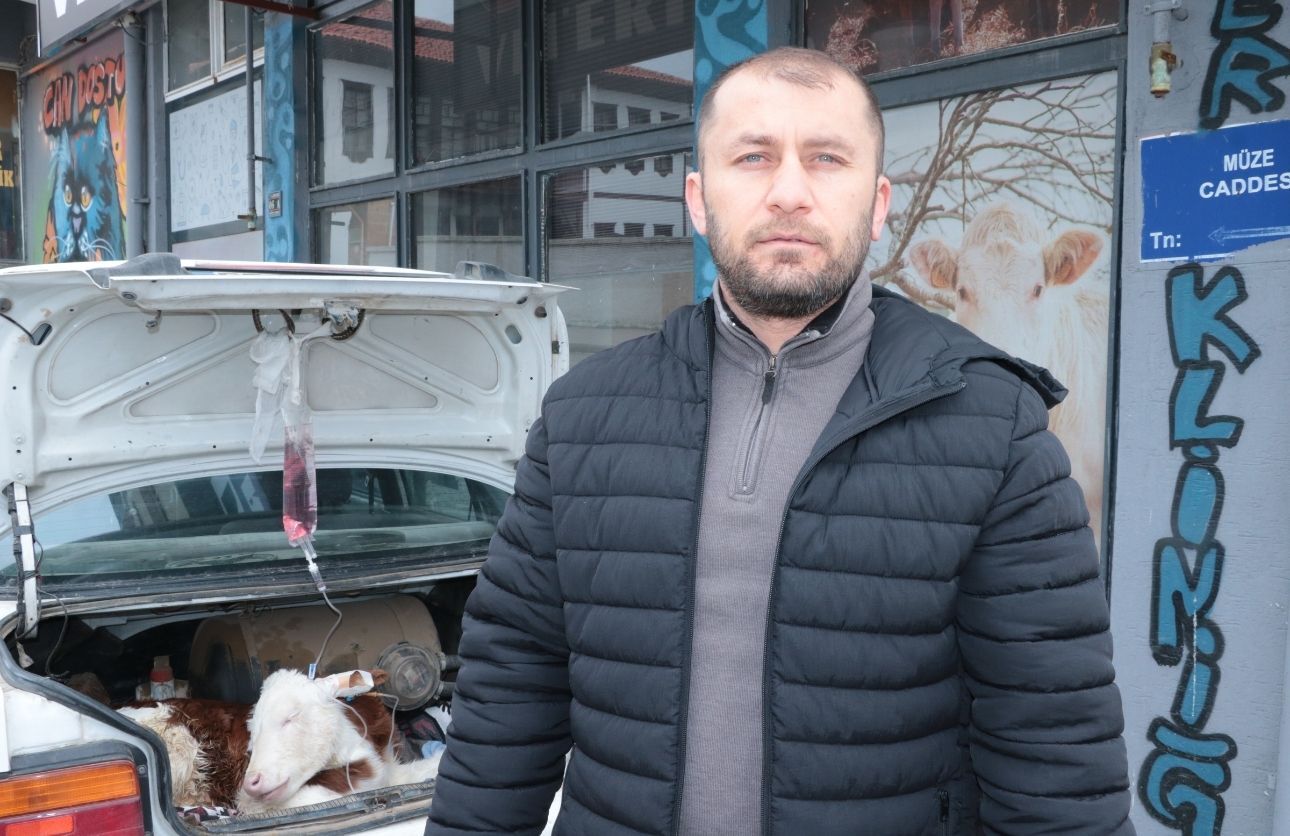 Buzağını Arabaya Koydu (1)