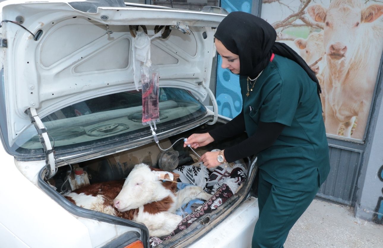Buzağını Arabaya Koydu (2)