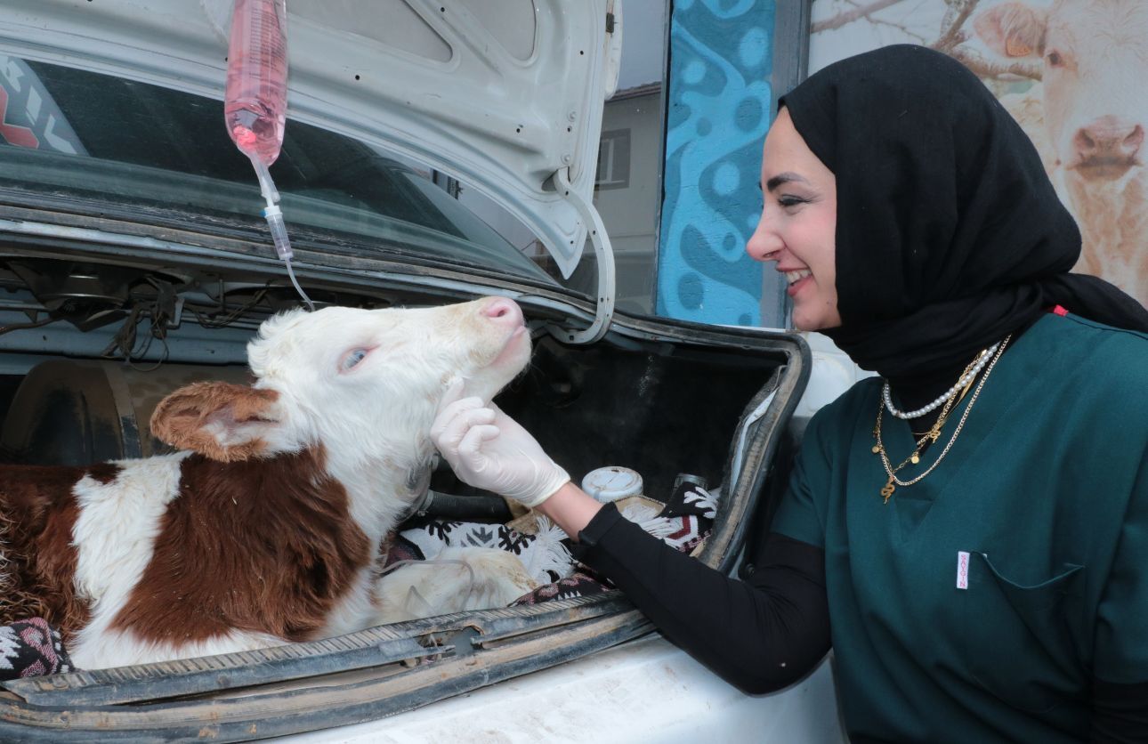 Buzağını Arabaya Koydu (6)