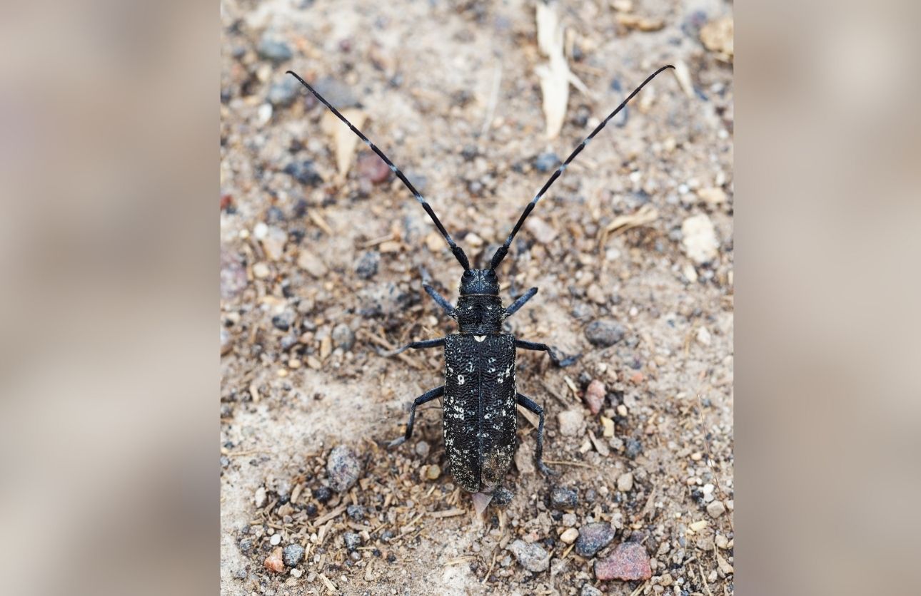 Böcek Kırmızı Bültenle Aranıyor! (2)