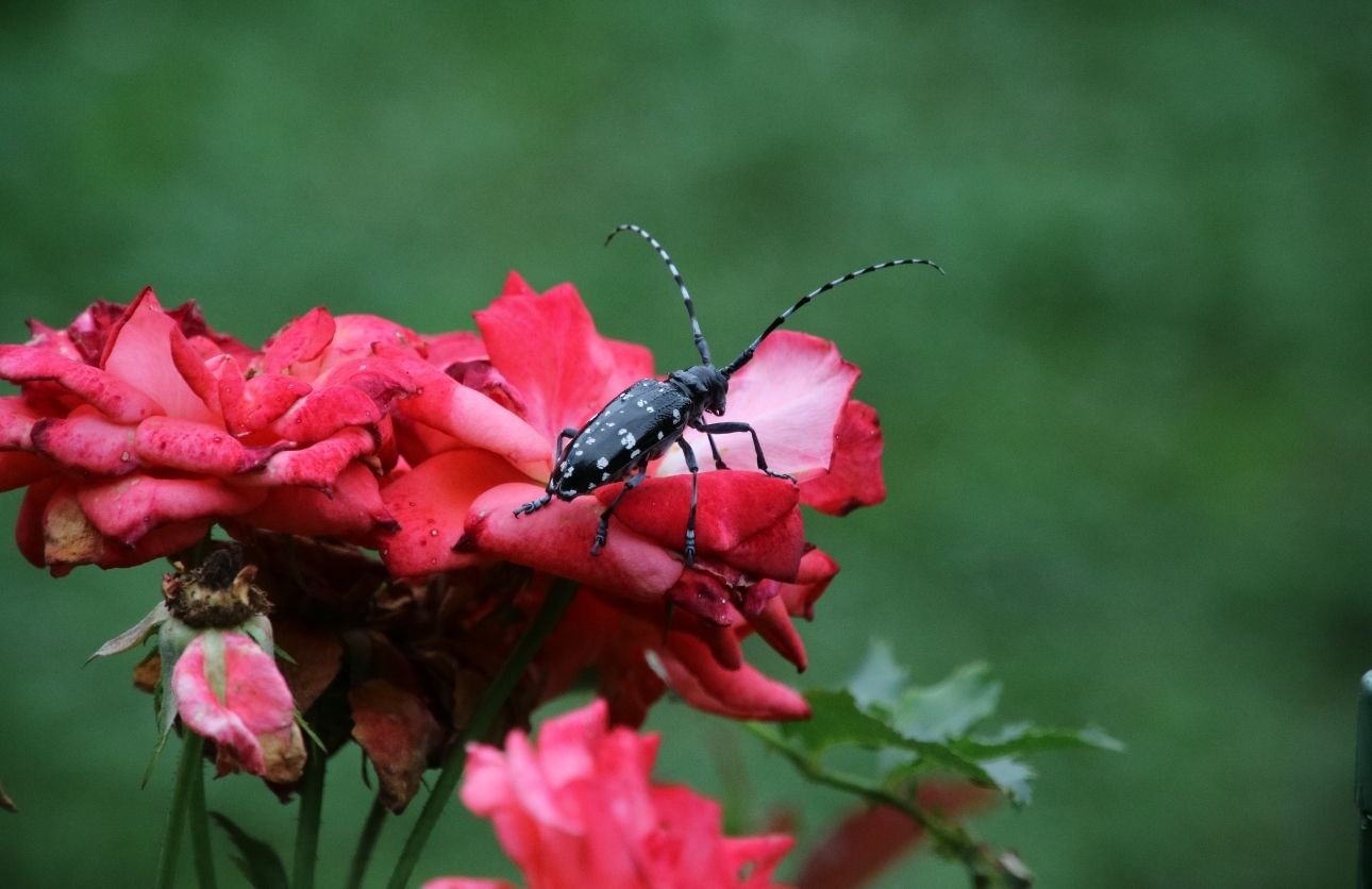 Böcek Kırmızı Bültenle Aranıyor! (3)