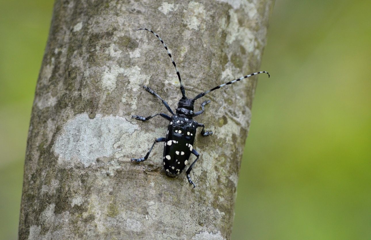 Böcek Kırmızı Bültenle Aranıyor! (4)