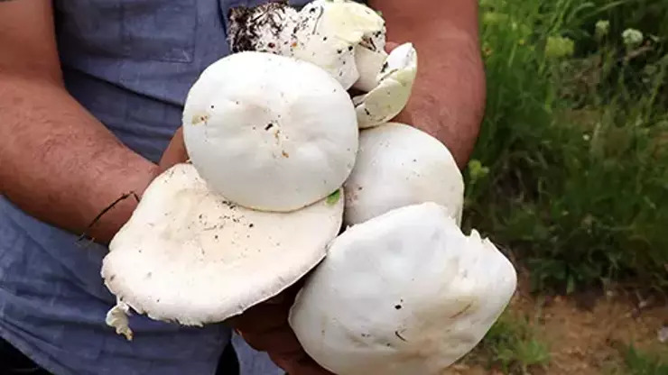 Mantar Zehirlenmelerine Dikkat! 2