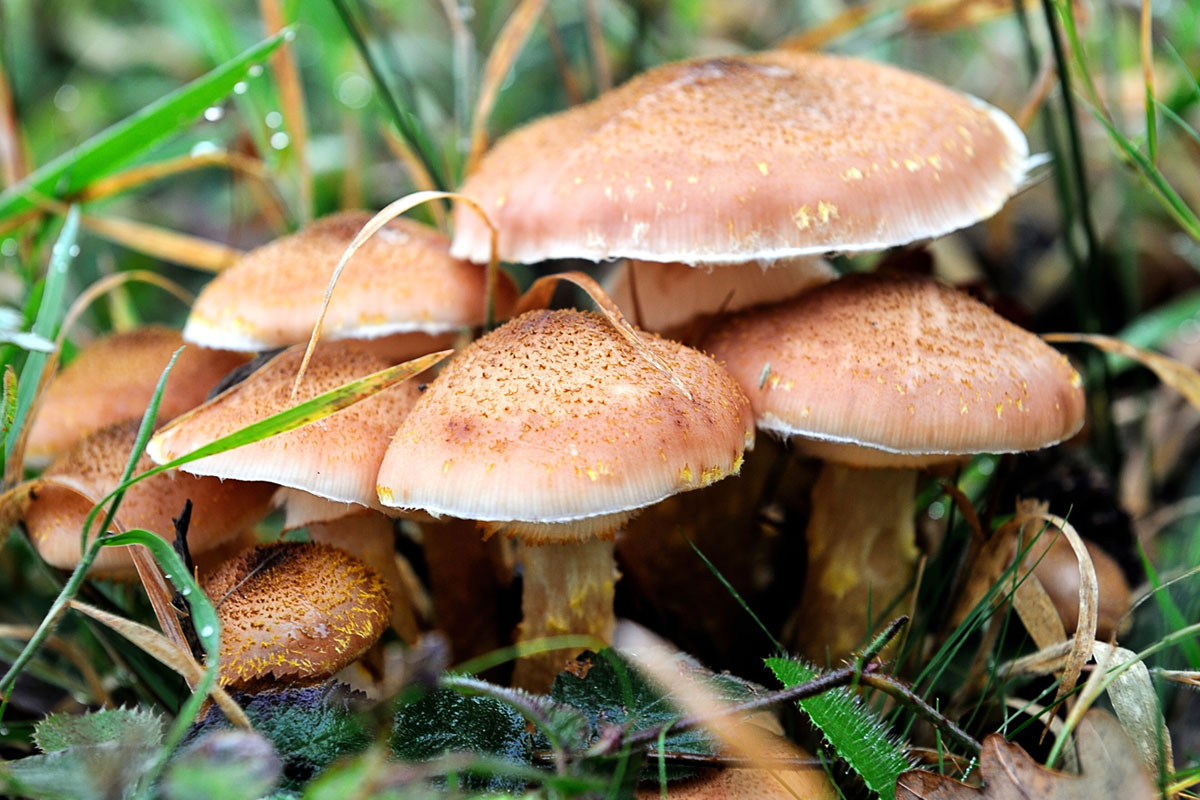Mantar Zehirlenmelerine Dikkat!