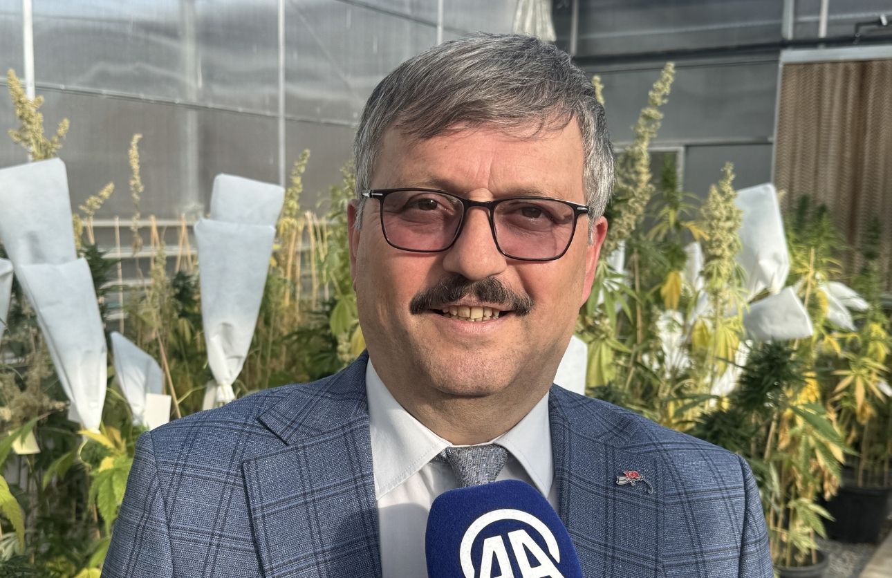 Kenevir Üretimi Yozgat (1)