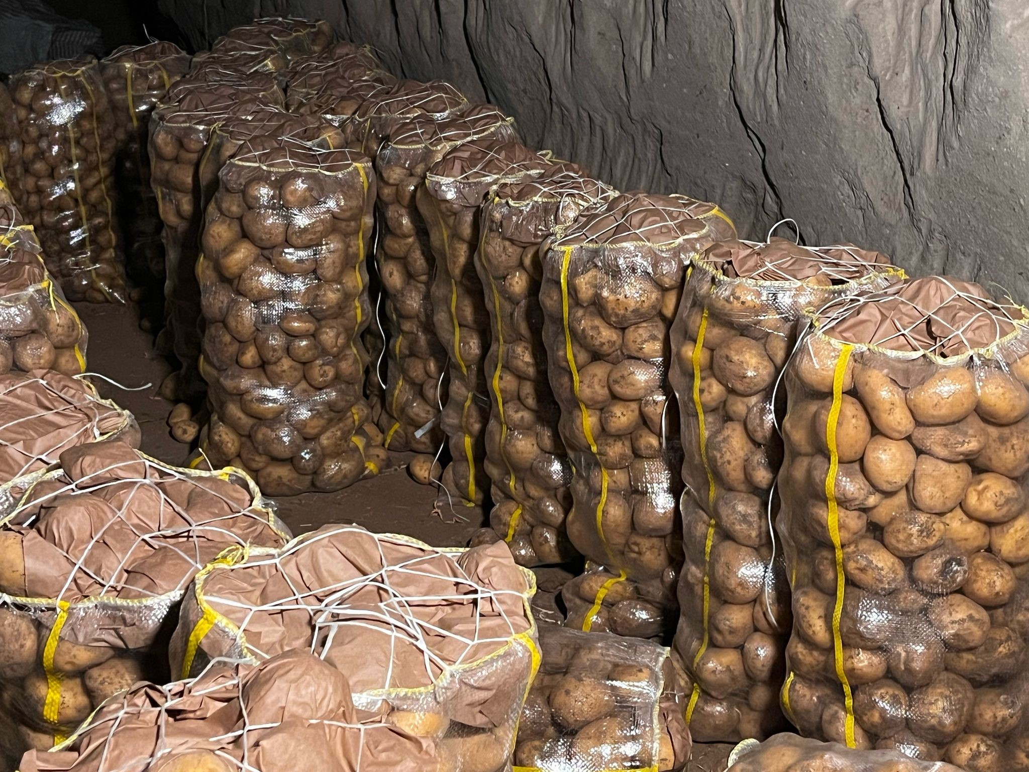 Patates (1)