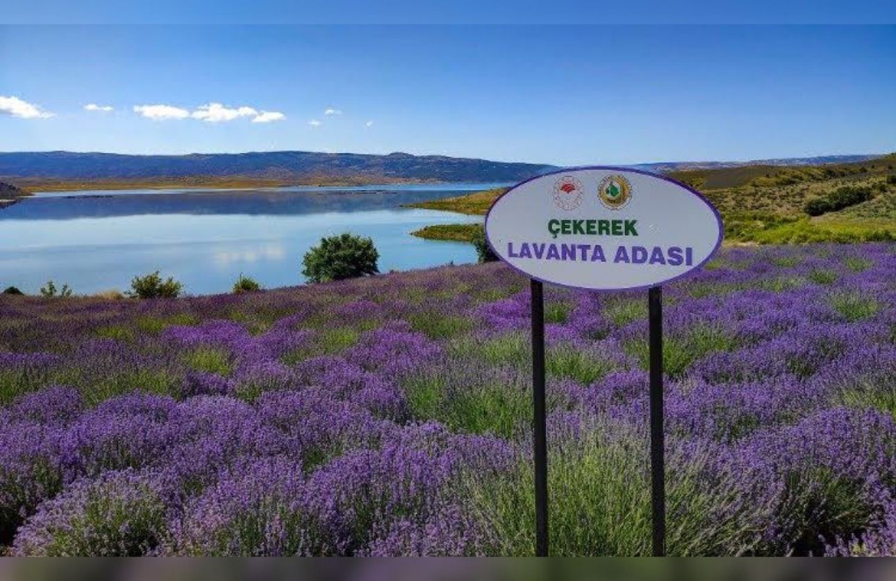 Çekerek Lavanta