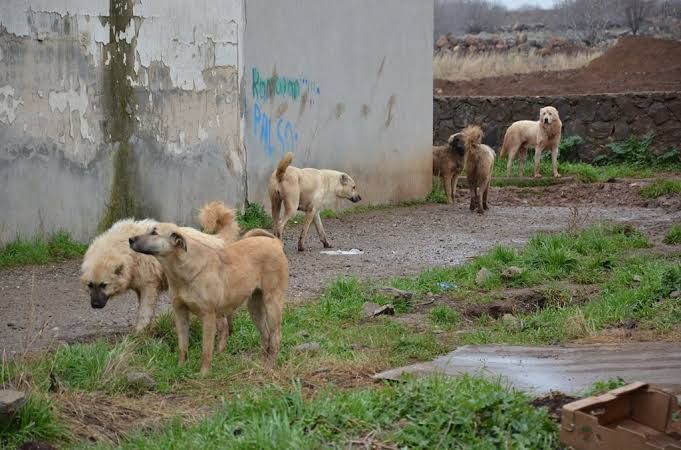 Sokağa Bırakanlara Ağır Ceza
