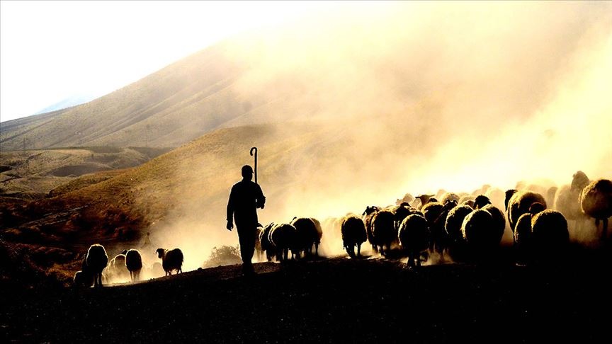 Hayvancılık Destek (1)