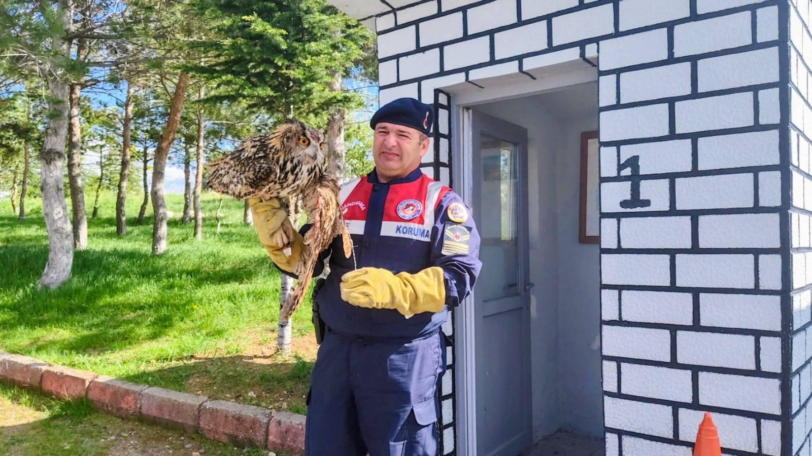 Puhu Tedavi Altına Alındı (3)
