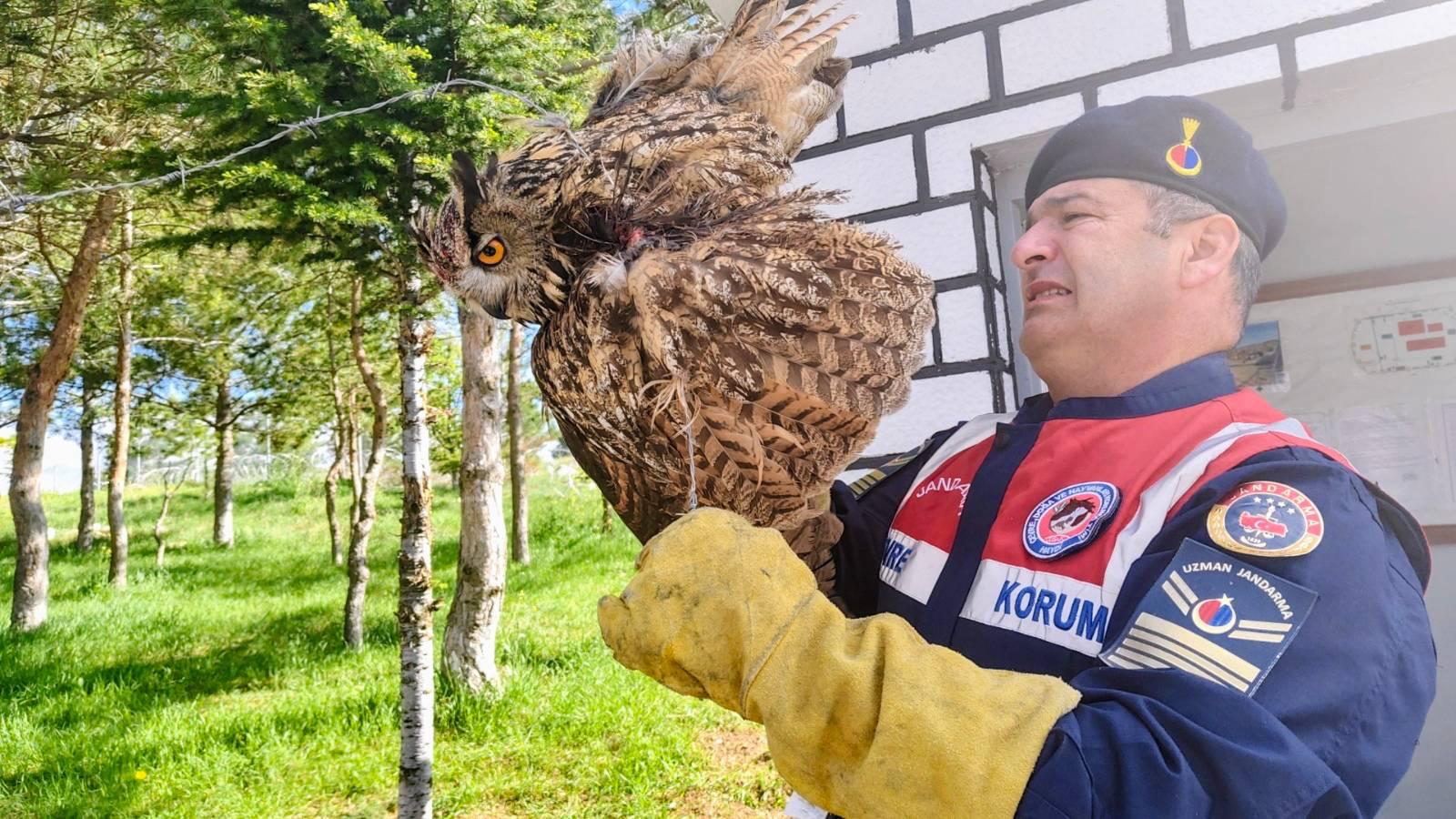 Puhu Tedavi Altına Alındı (4)