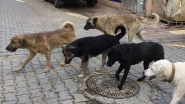 Sokağa Bırakanlara Ağır Ceza
