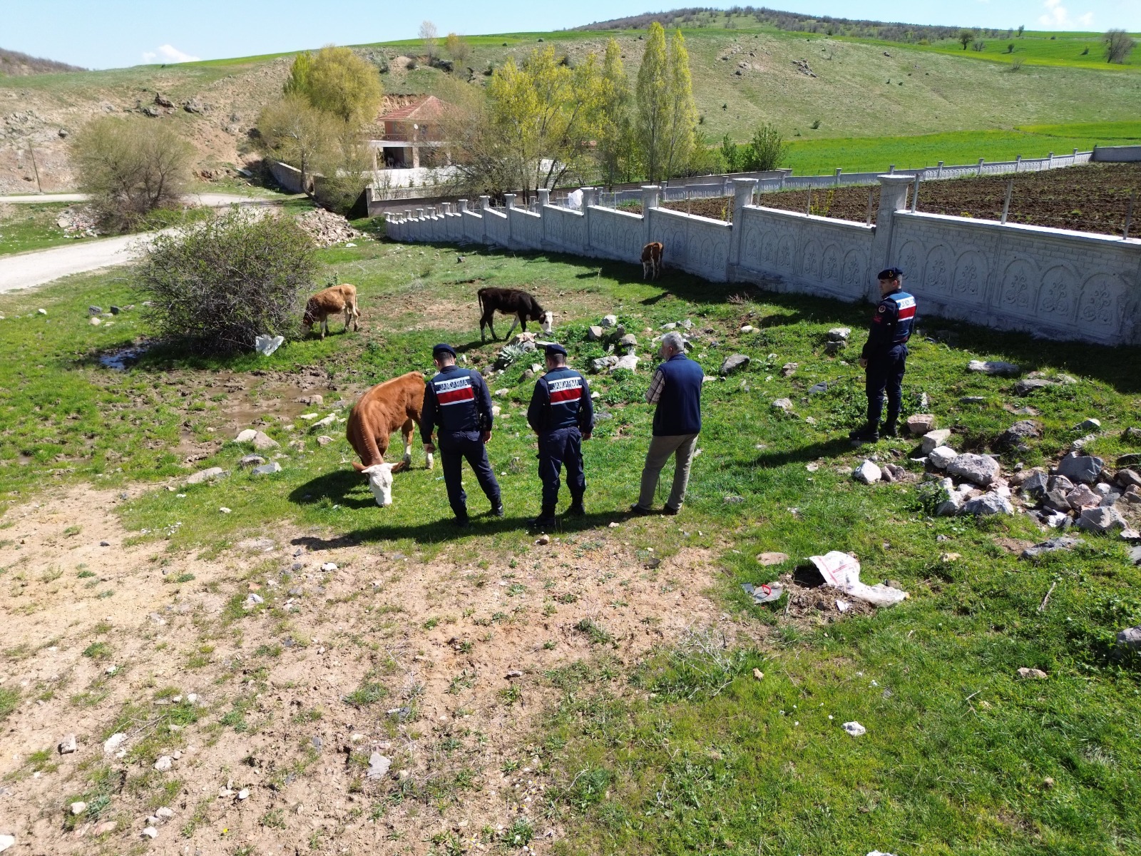 Kaybolan Büyükbaş (1)