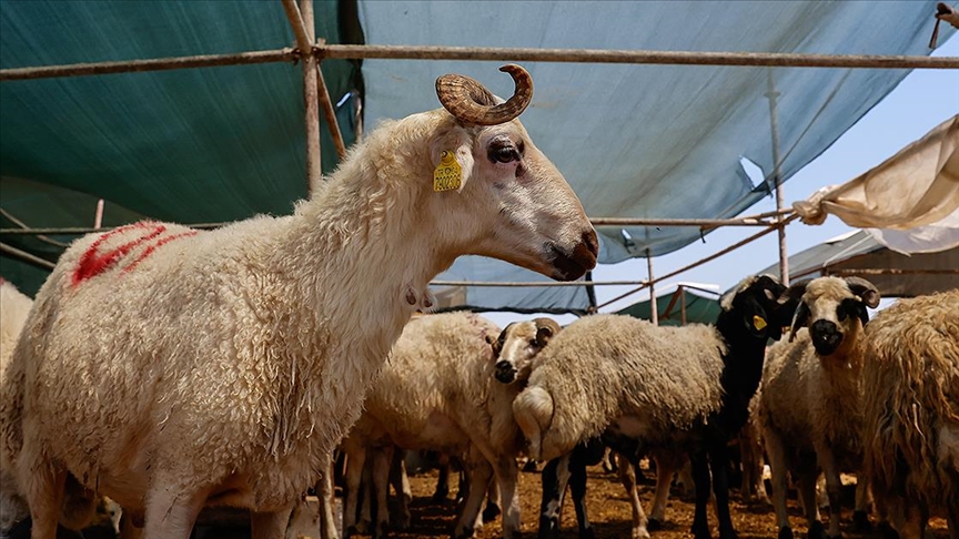 Kurban Bereketi Yaşanacak3