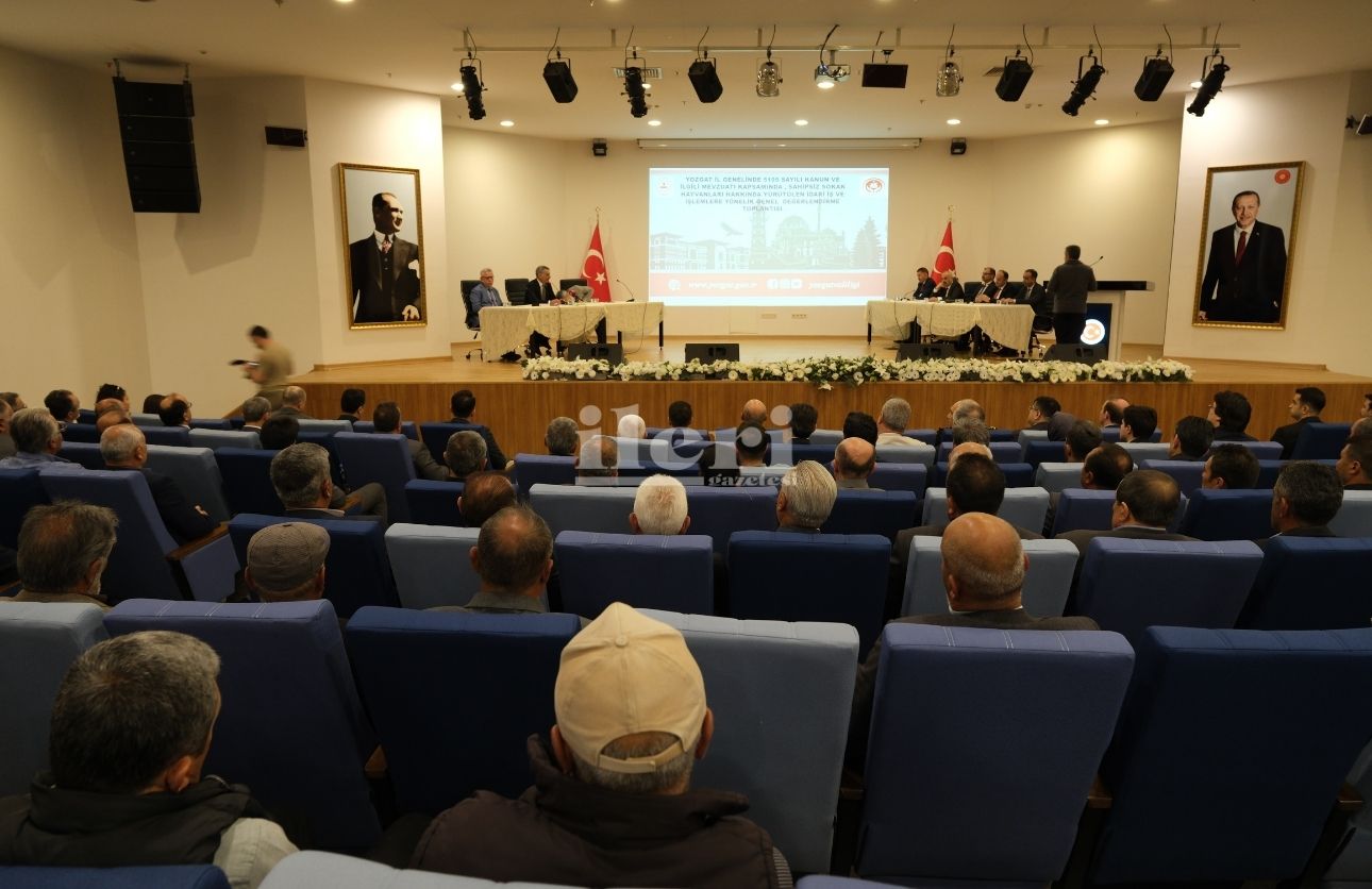 Yozgat Sokak Hayvanları (3)