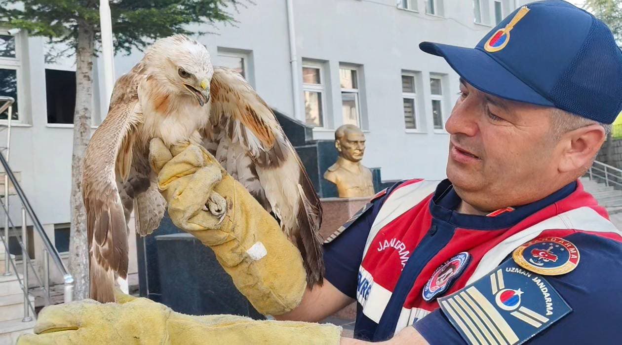 Yaralı Şahin Tedavi Edildi (1)