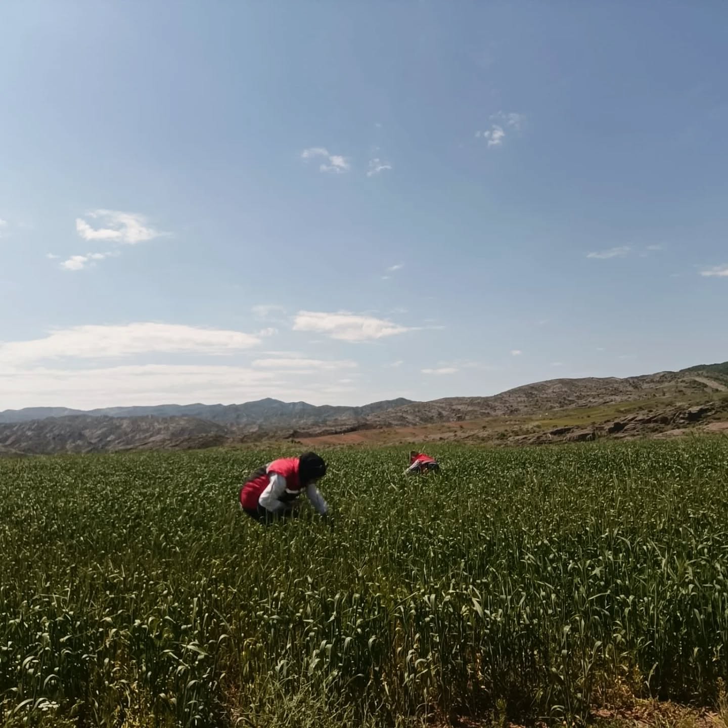 Süne Gözlemleri Sürüyor