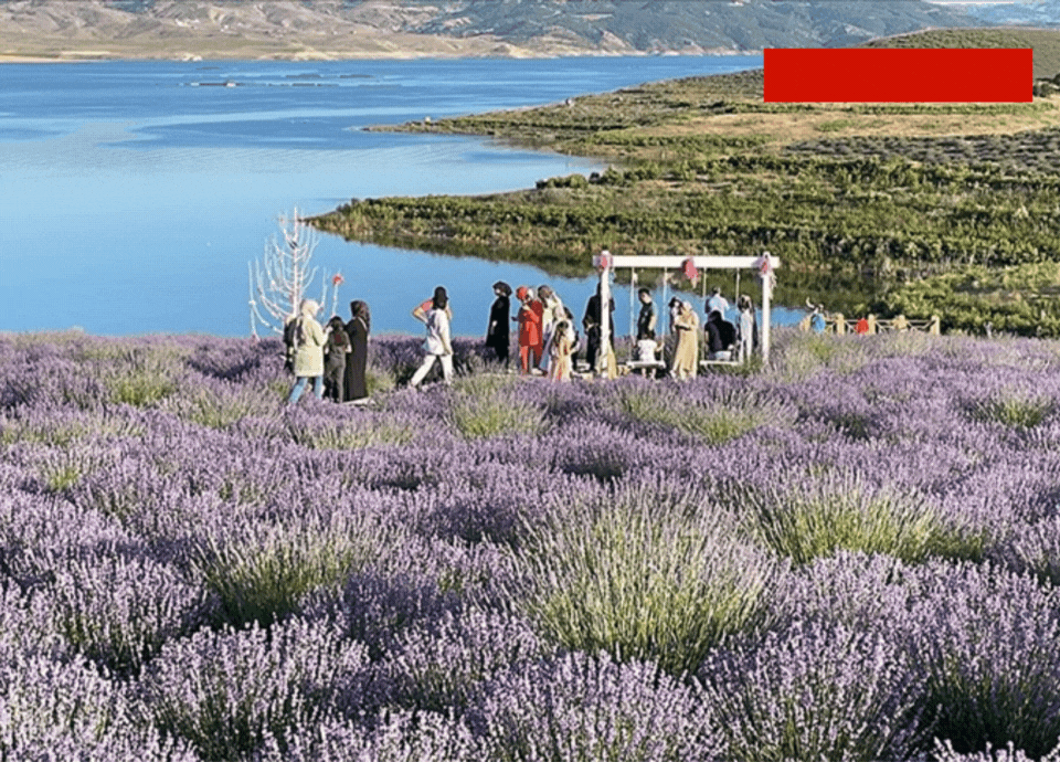 Doğayla baş başa bir mola: Çekerek’te lavanta kokulu tatil
